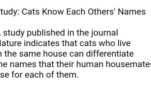 Study: Cats Know Each Others’ Names