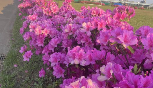 The park where I love very much