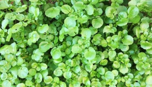 Damp, Moist, or Humid