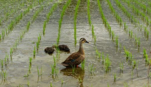 Duck in Rice Field