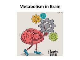 Metabolism in brain