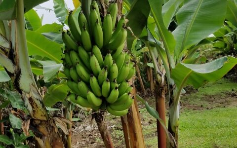 Farmland in Singapore