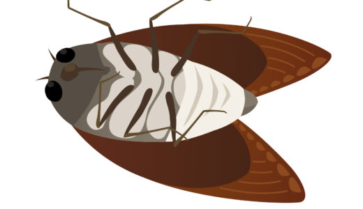 Semifinal of terrifying