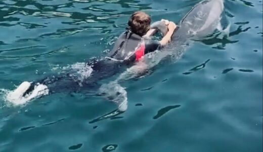 Dolphin swimming
