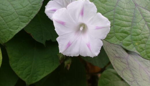 Relax to see flowers