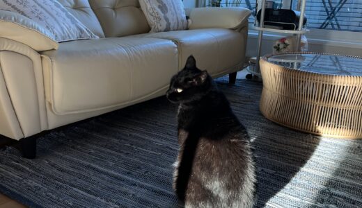 What pets have you had?